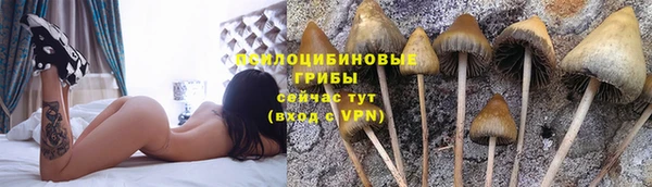 ГАЛЛЮЦИНОГЕННЫЕ ГРИБЫ Вязники